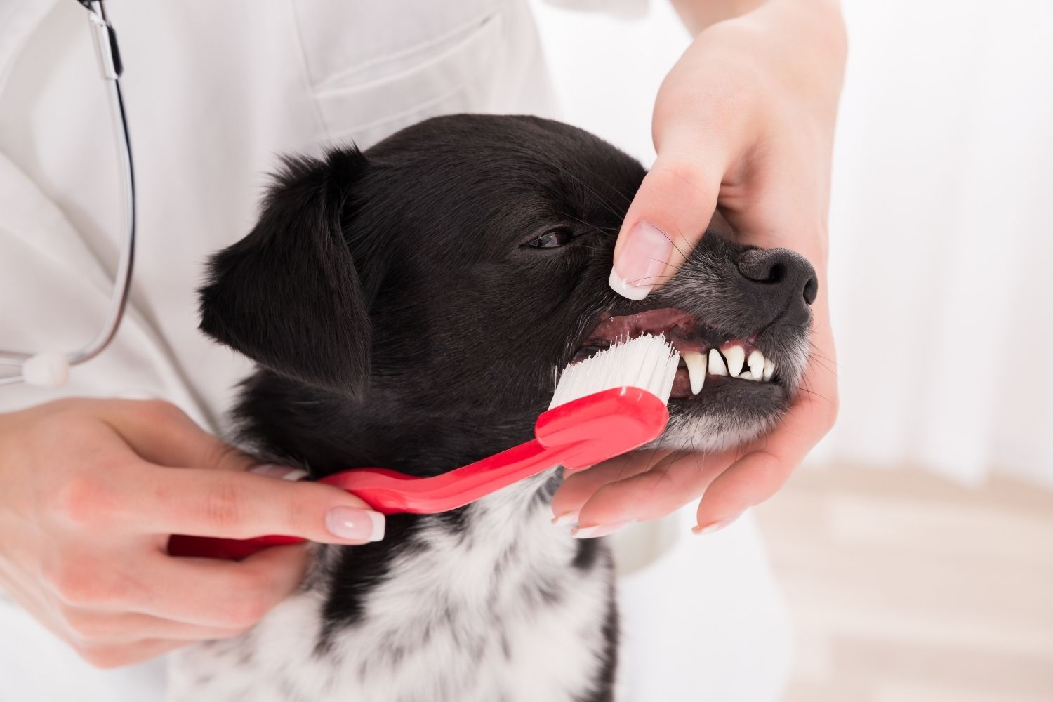 perro al cepillado de dientes después de usar Premium Dental Snack