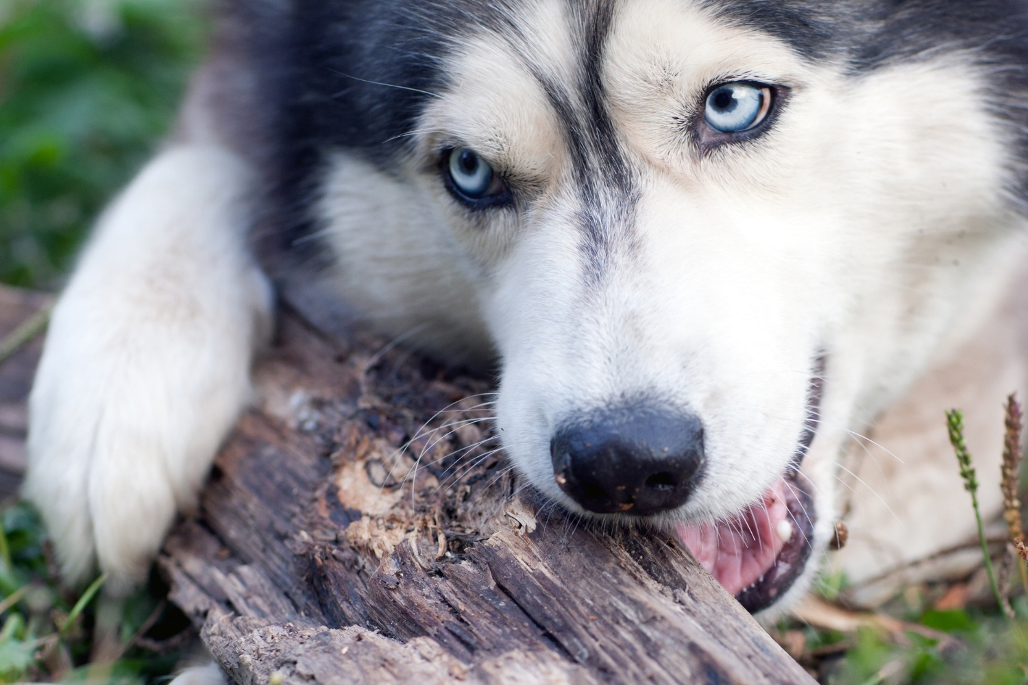 el perro muerde un palo - premium dental snack