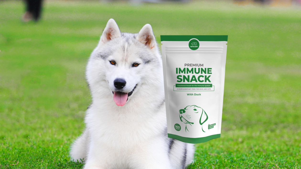 perro blanco con snack inmunológico premium